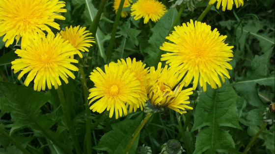 3 Wild Roots to Forage in Early Spring