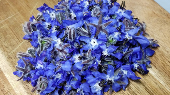How to Make a Borage Flower Essence