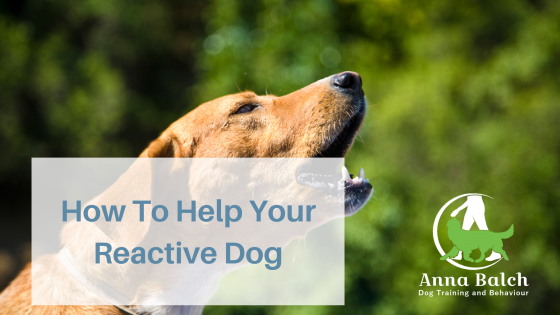 How To Help Your Reactive Dog