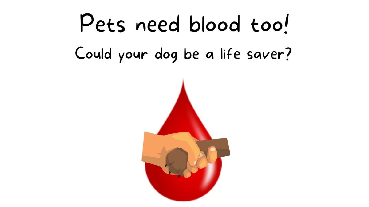 Could your dog be a supawhero?