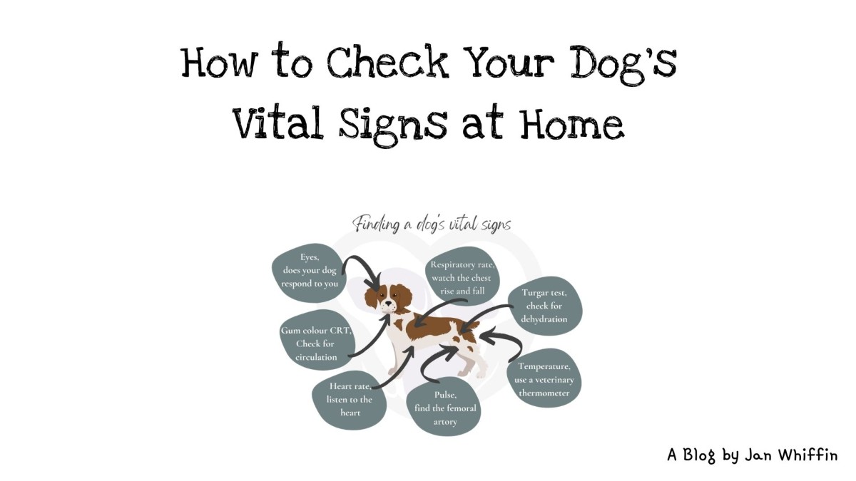 How to Check Your Dog's Vital Signs at Home