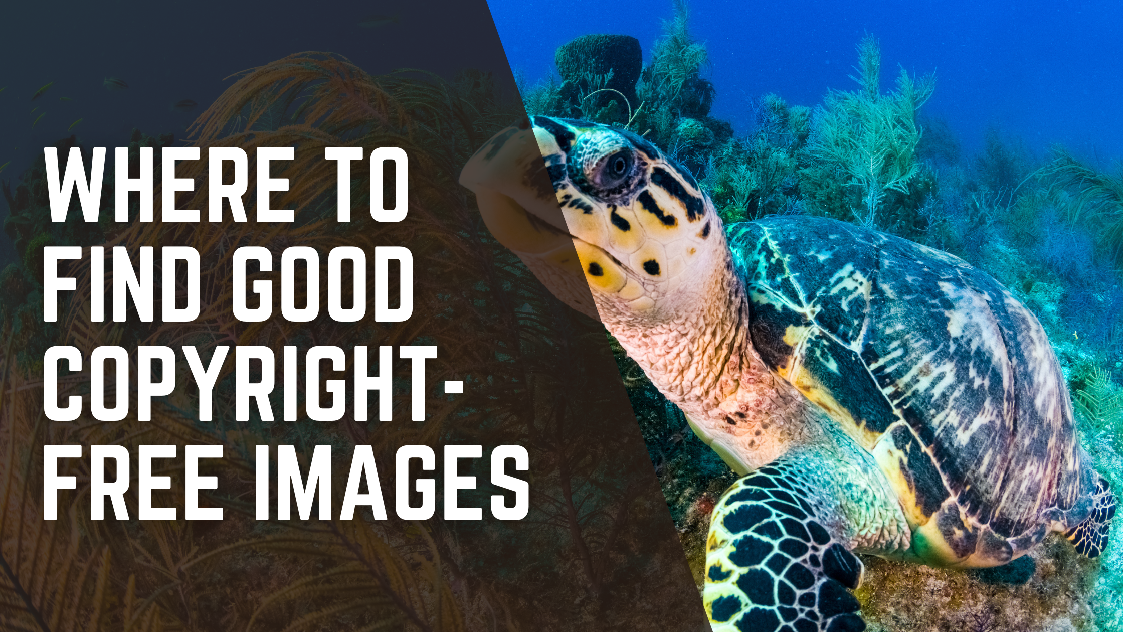 Where to Find and Use Copyright-Free Images for Your