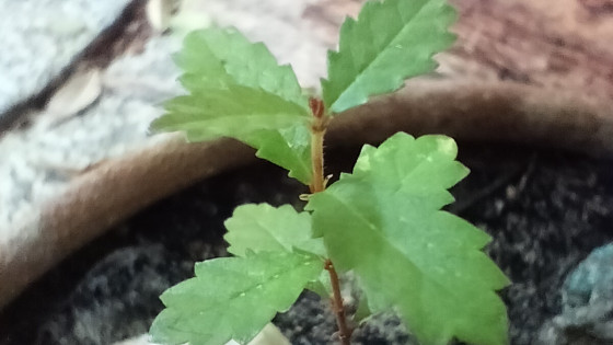 International Apithology Day