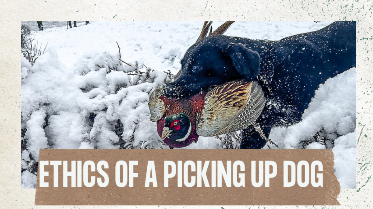 The Ethics of a Good Picking Up Dog