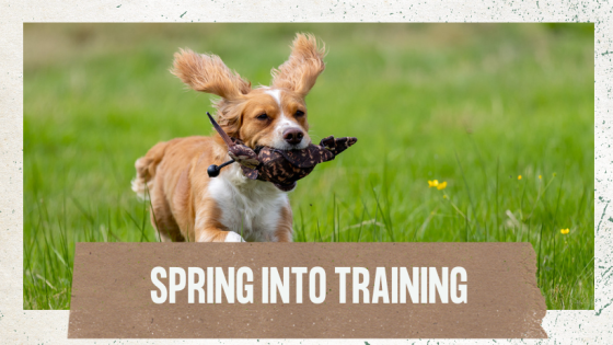 Why Spring Is the Best Time to Train Your Gundog (Even If You Don’t Feel Ready)