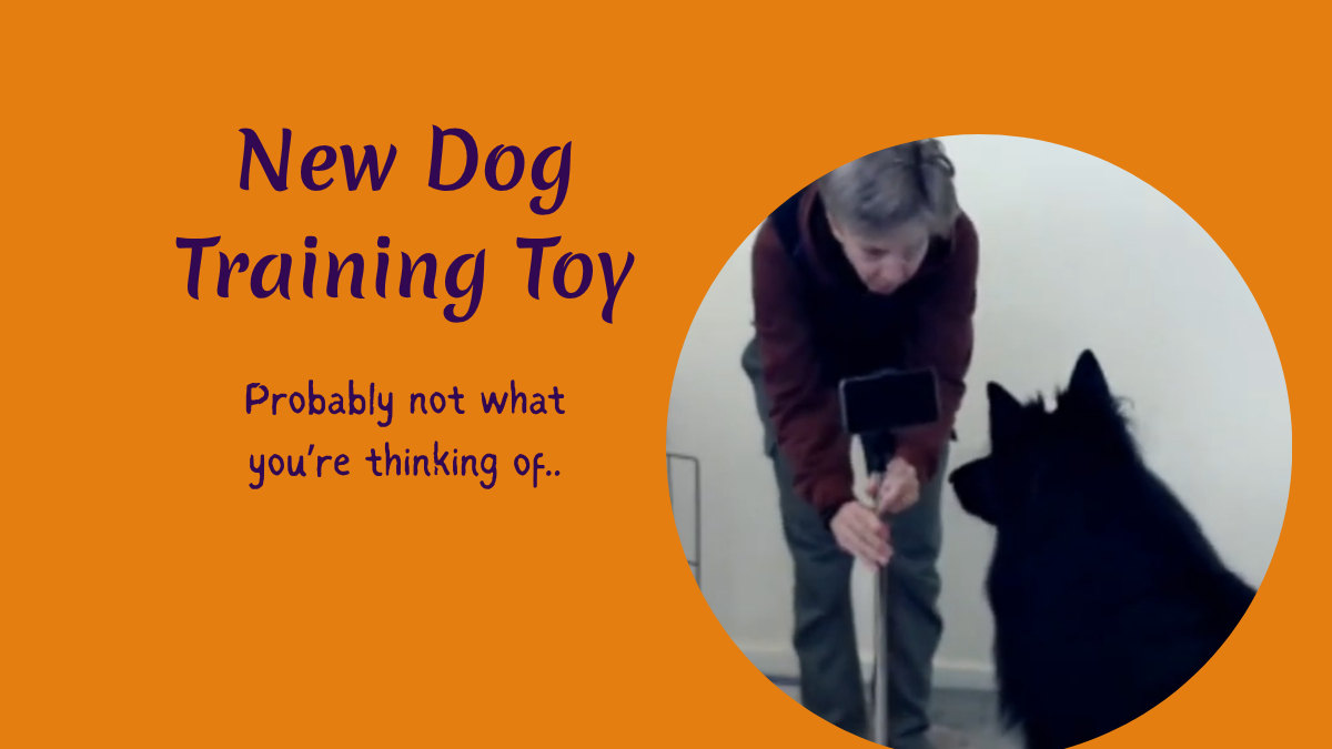 My New Dog Training Toy