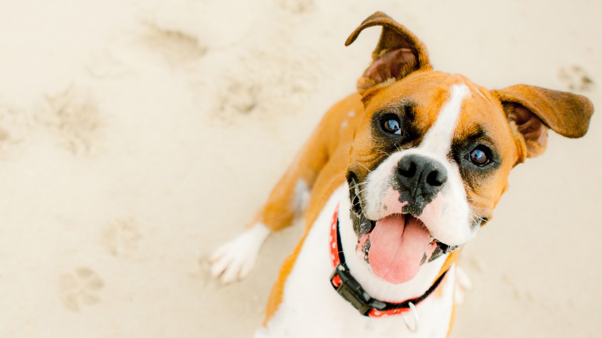 Tired or Wired? Is Your Dog Getting Enough Sleep?