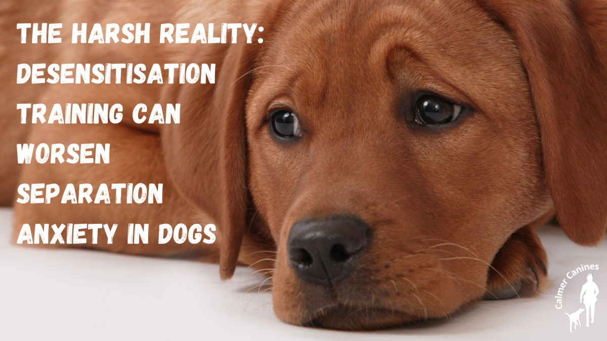 The Harsh Reality: Desensitisation Training Might Be Making Things Worse