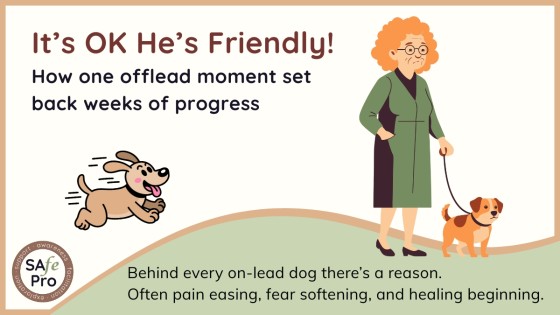 When a “Friendly” Off-Lead Dog Isn’t Harmless