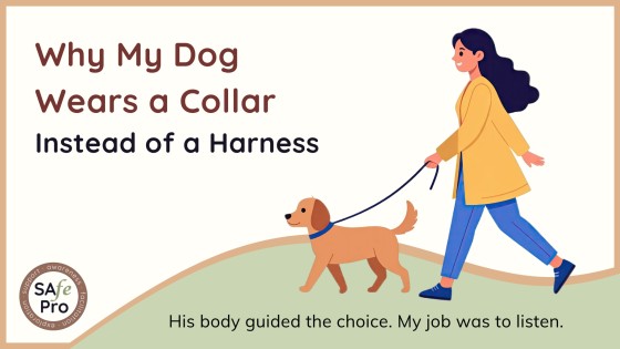 Why My Dog Walks in a Collar Instead of a Harness
