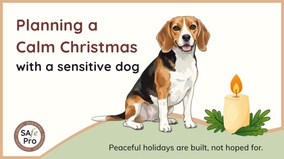 A Calm Christmas: Using the Readiness Web™ to Support Your Dog