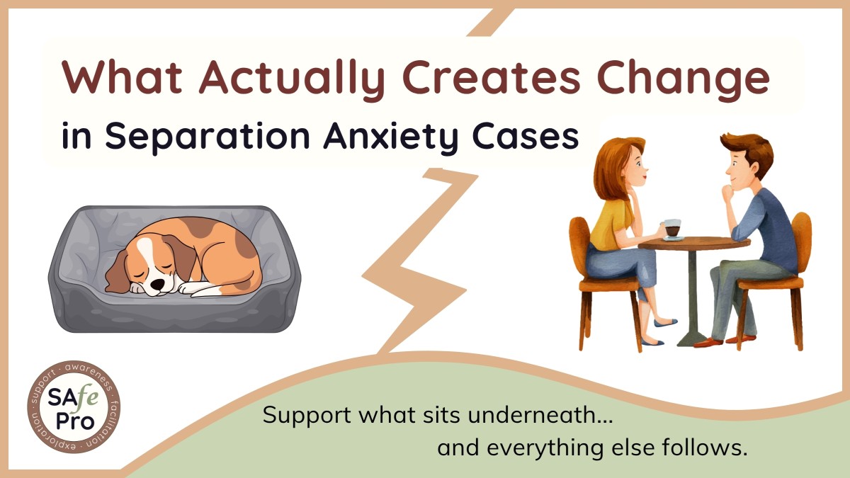 What Actually Creates Change in Separation Anxiety Cases