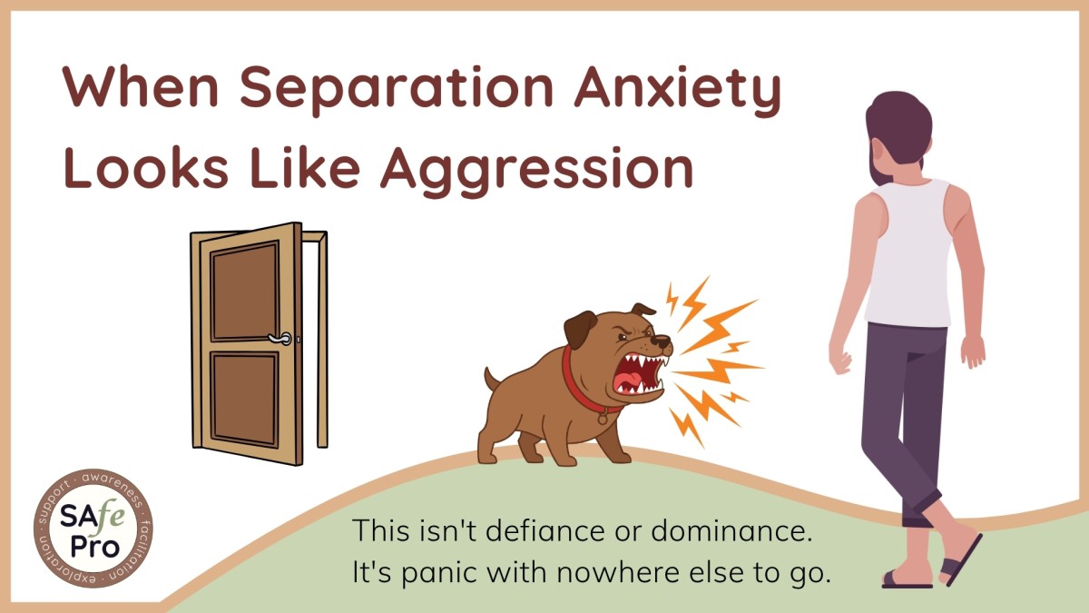 When Separation Anxiety Looks Like Aggression