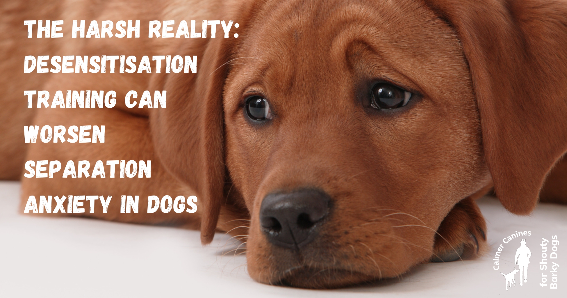 Can Someone Do Anxiety Training For My Dog