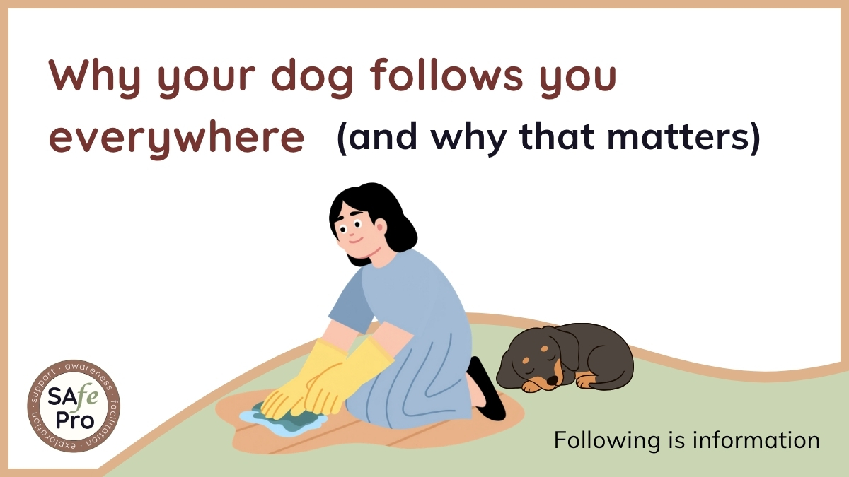 Follows Why your dog follows you everywhere (and why that matters)