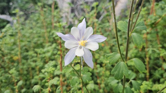 Fine. I've Been Saying Fine for Thirty Years.