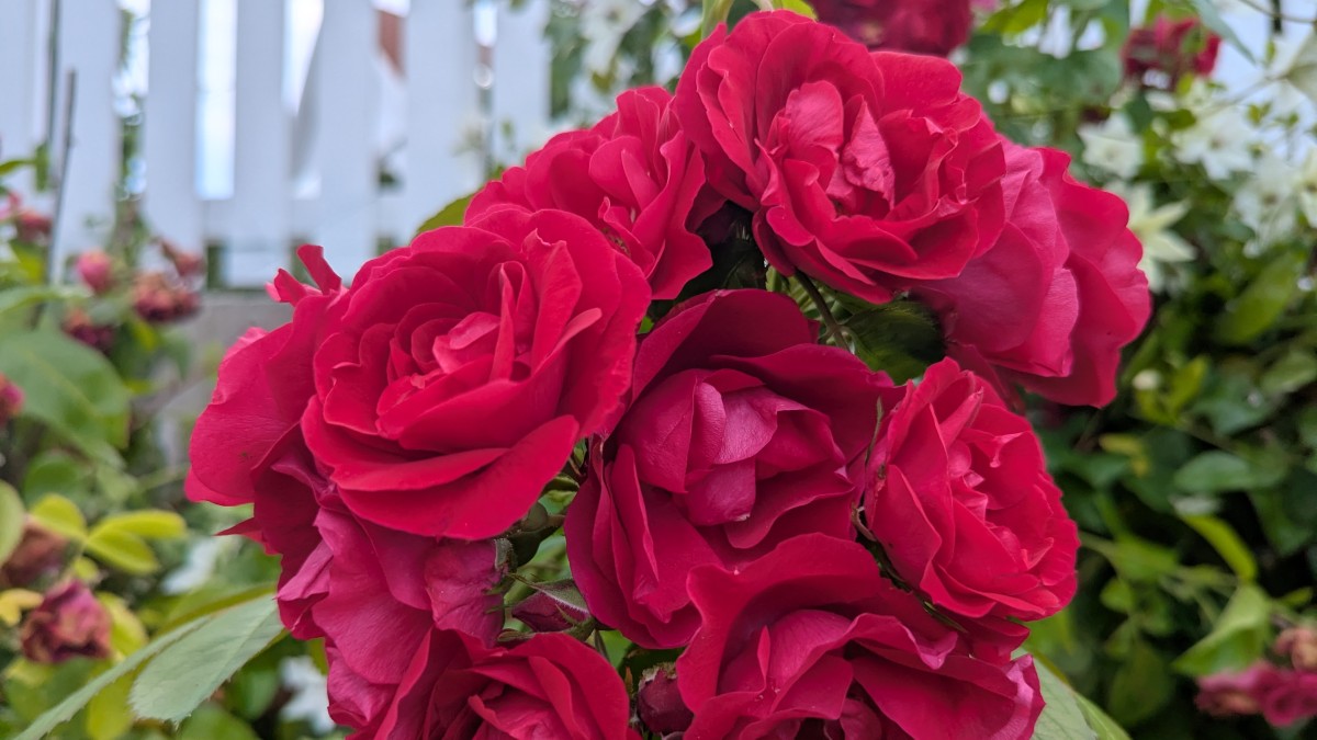 Når duften minner deg om hvem du er