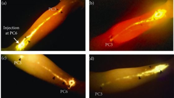 halo, meridiany, ktoś coś widział? gdzie? co to jest?