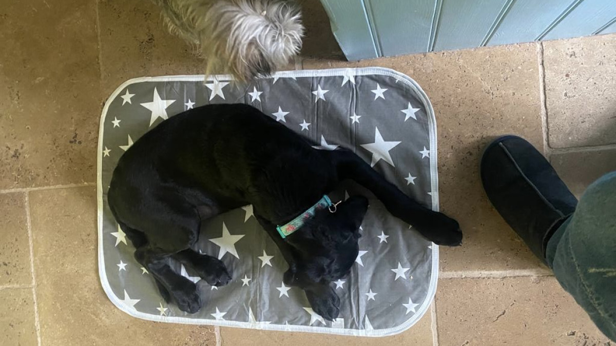 When Should You Start Training Your Puppy?