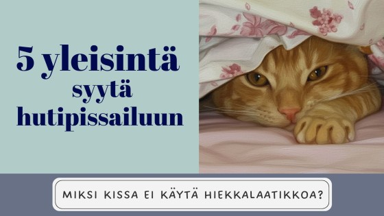 Miksi kissa ei käytä hiekkalaatikkoa? - 5 yleisintä syytä hutipissailuun