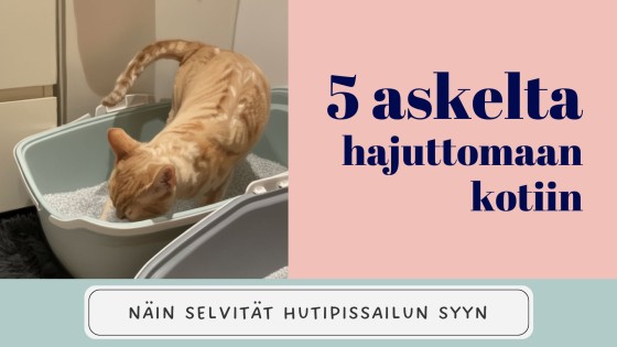 Näin selvität hutipissailun syyn - 5 askelta hajuttomaan kotiin