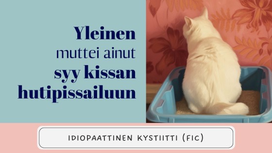 Kissan idiopaattinen kystiitti - yleinen, vaan ei ainut, syy kissan hutipissailuun