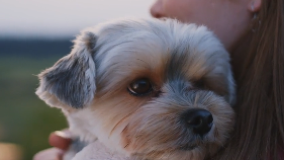 Words Matter - Especially to Our Dogs