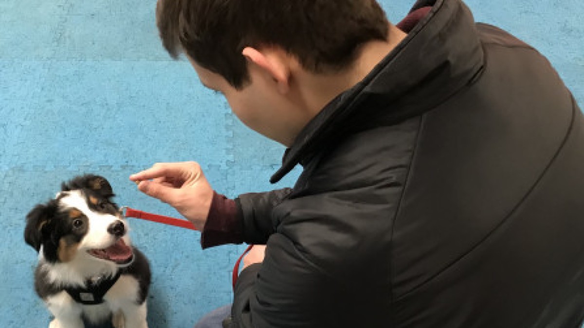 My Son: The Vajra Dog Trainer