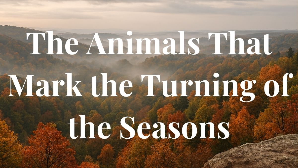 The Animals That Mark the Turning of the Seasons