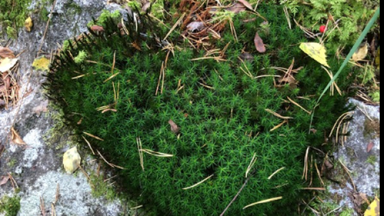 Tunnelukot ja parisuhde