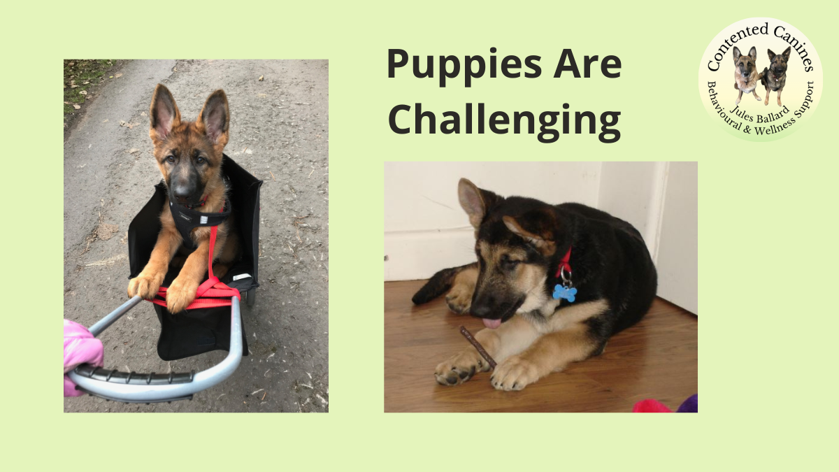 Puppies are challenging