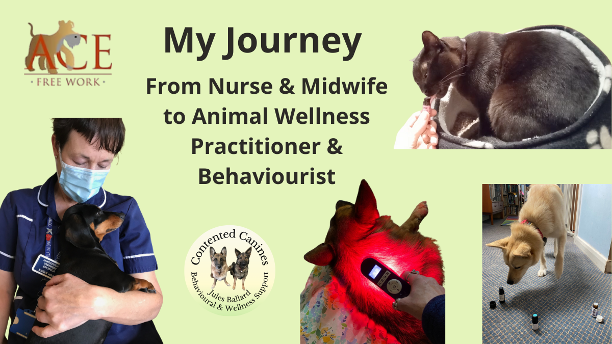 How did I choose to work with animals