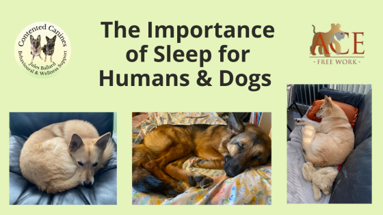 The Importance of Sleep for Humans and Dogs
