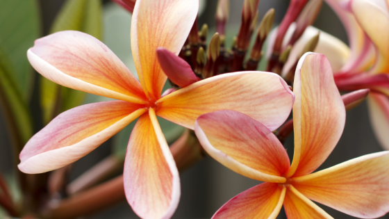 The dopamine fasting experiment