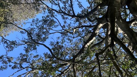 Optimising the Moment: The Incessant Seeking