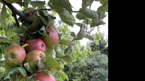 Därför är detta mitt varför