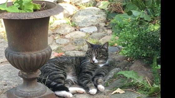 Stillhetens läkande kraft, att våga stanna i mellanrummen