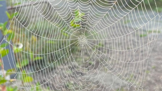 Varför yoga inte kan läras ut – bara visas