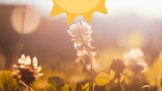 Healing the Divine Feminine Within: A Ceremony of Remembering