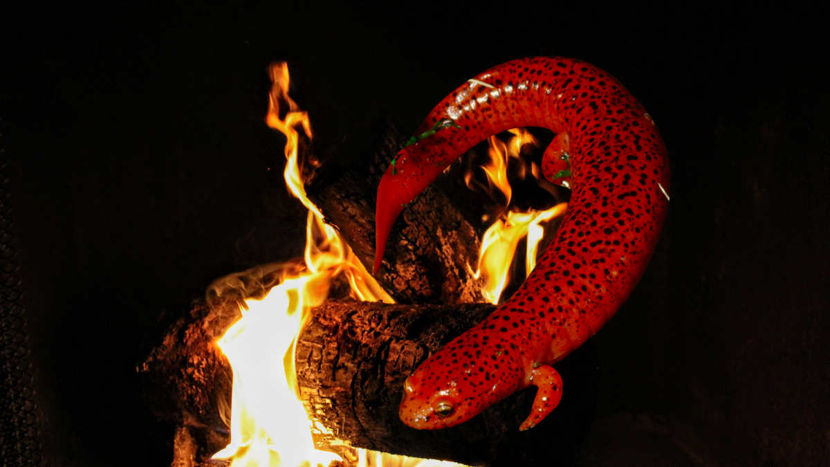FIRE: Fire of the Salamanders