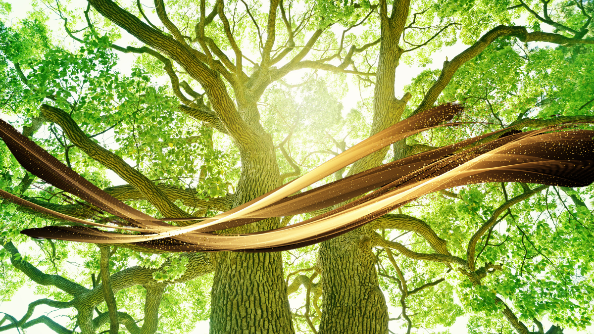🌳 Dryad Wisdom