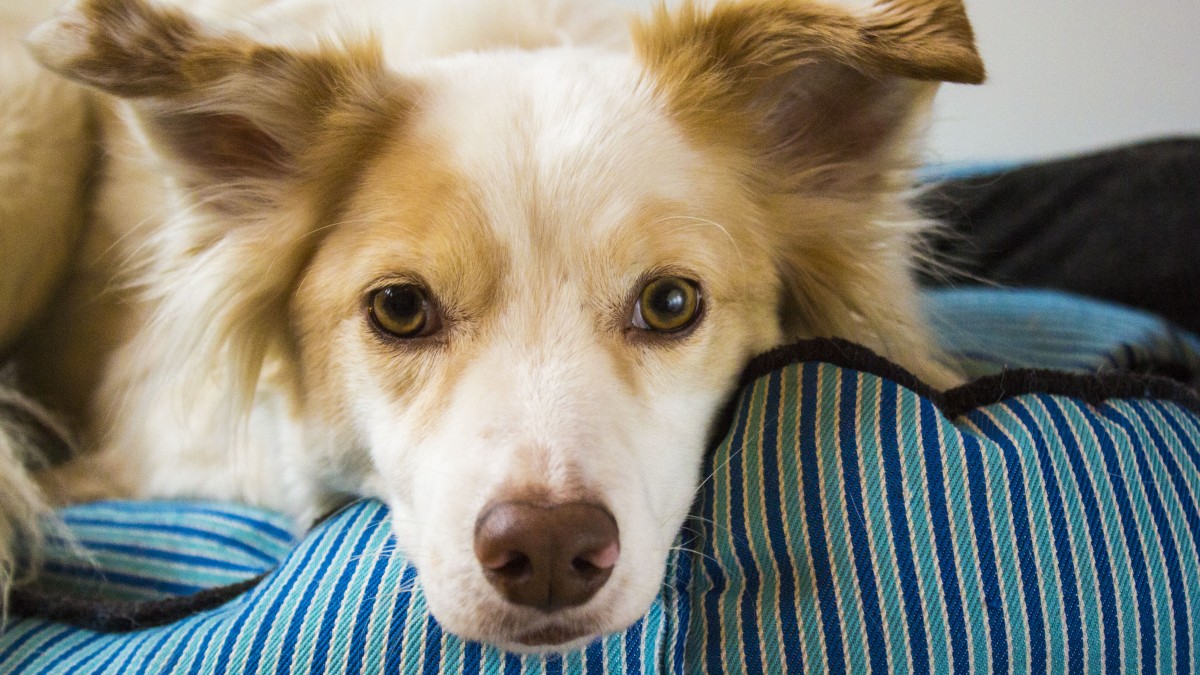 Points of view: Why the dog world needs more curiosity and less certainty