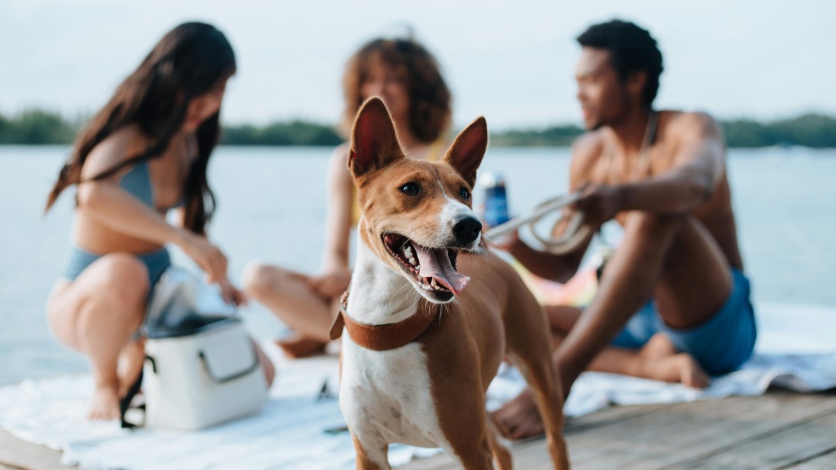 The Ecosystem of Dog Professionals