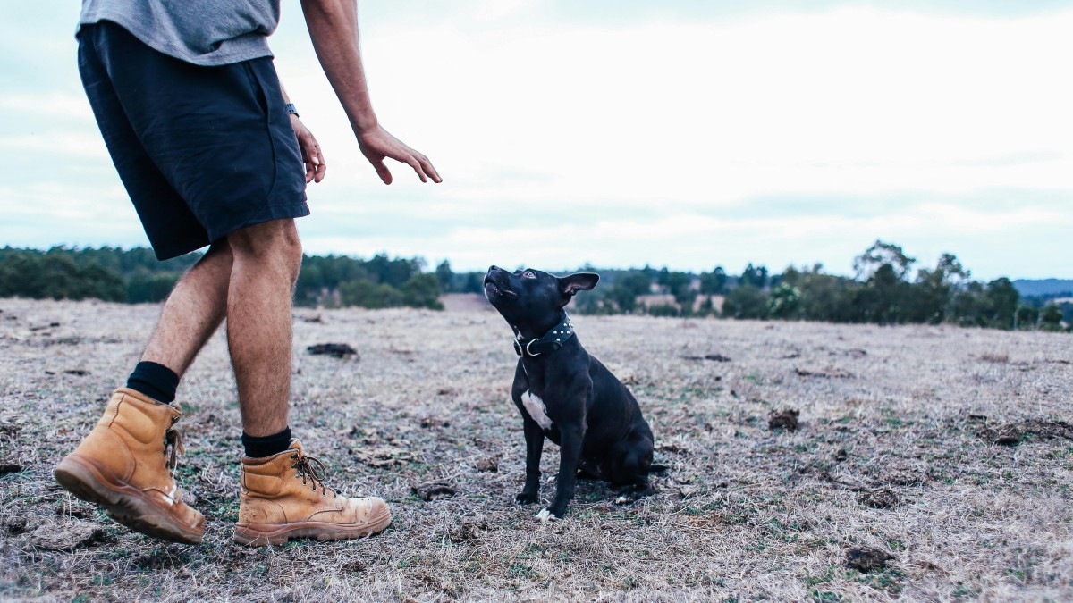 Why trying harder with your dog is burning you out