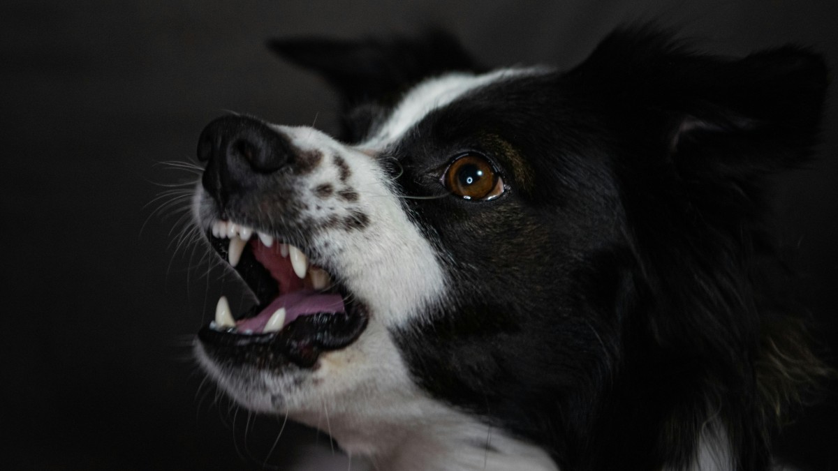 What if your dog never "gets better"?