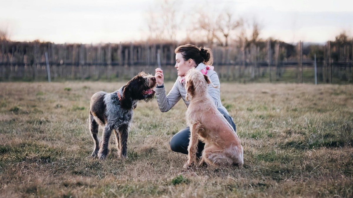 The one thing dog owners resist the most: Slowing down