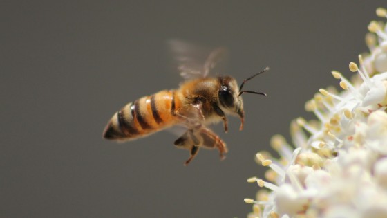 Episódio #4 Do ruído à intenção