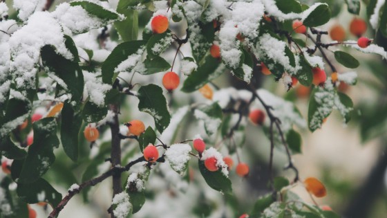 🌲 Från vintertrött till vinstersmart