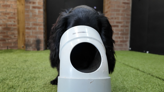 Unpacking Odour Imprinting: The Scent Tube