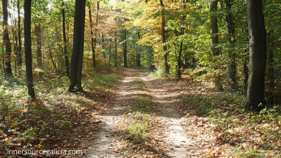 🌿 NEWSLETTER 2-12-25 — Theme: Family Patterns & Becoming the White Sheep